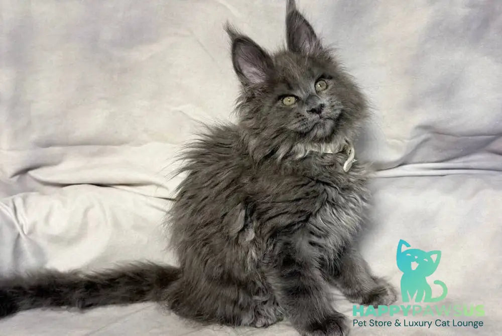 Fletcher Maine Coon male blue - live animals