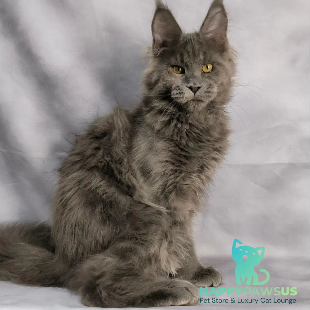 Fletcher Maine Coon male blue silver - live animals