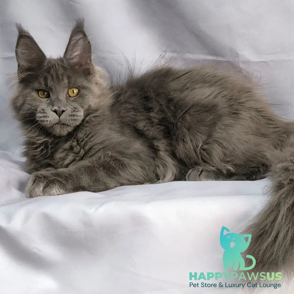 Fletcher Maine Coon male blue silver - live animals