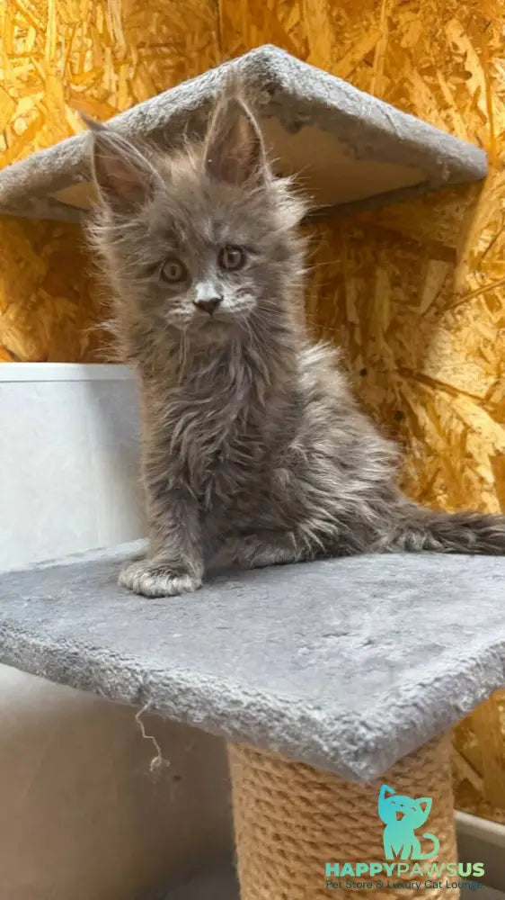 Fletcher Maine Coon male blue - live animals