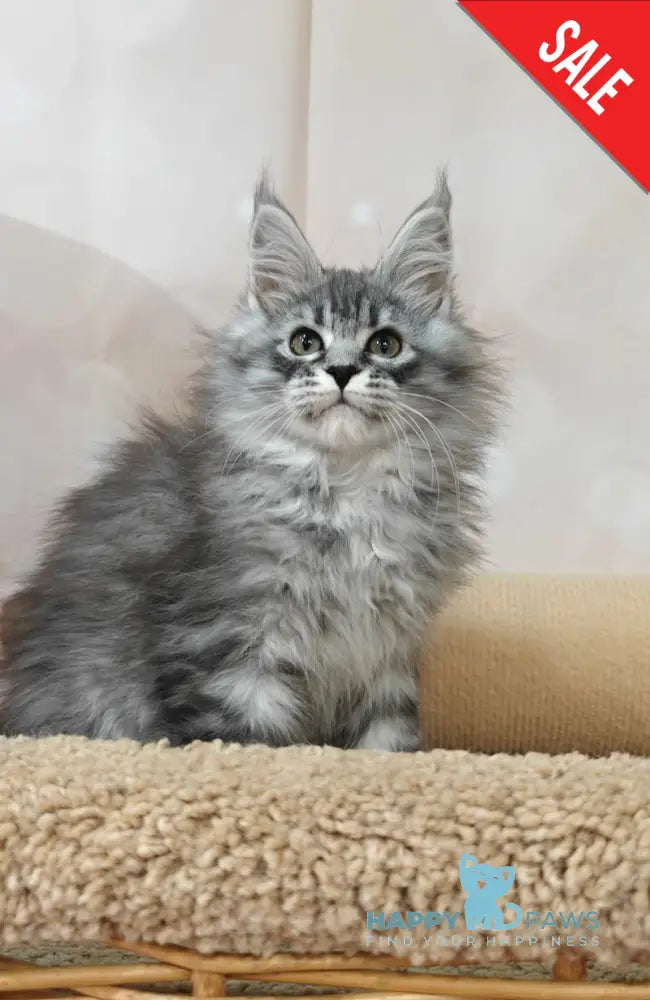 Fleur Maine Coon female black silver spotted tabby live animals