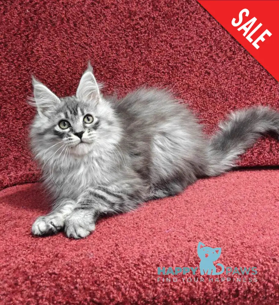 Fleur Maine Coon female black silver spotted tabby live animals