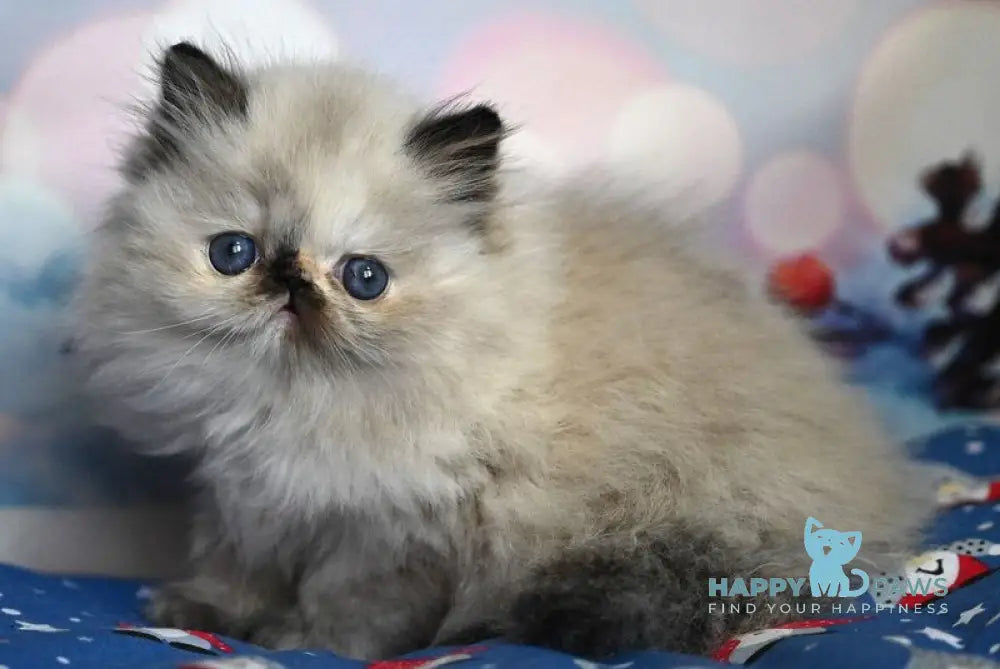 Fleur Persian female black tortie pointed live animals
