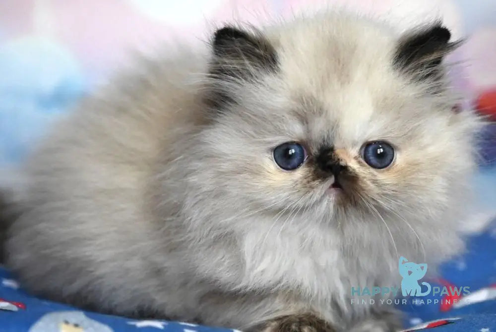 Fleur Persian female black tortie pointed live animals
