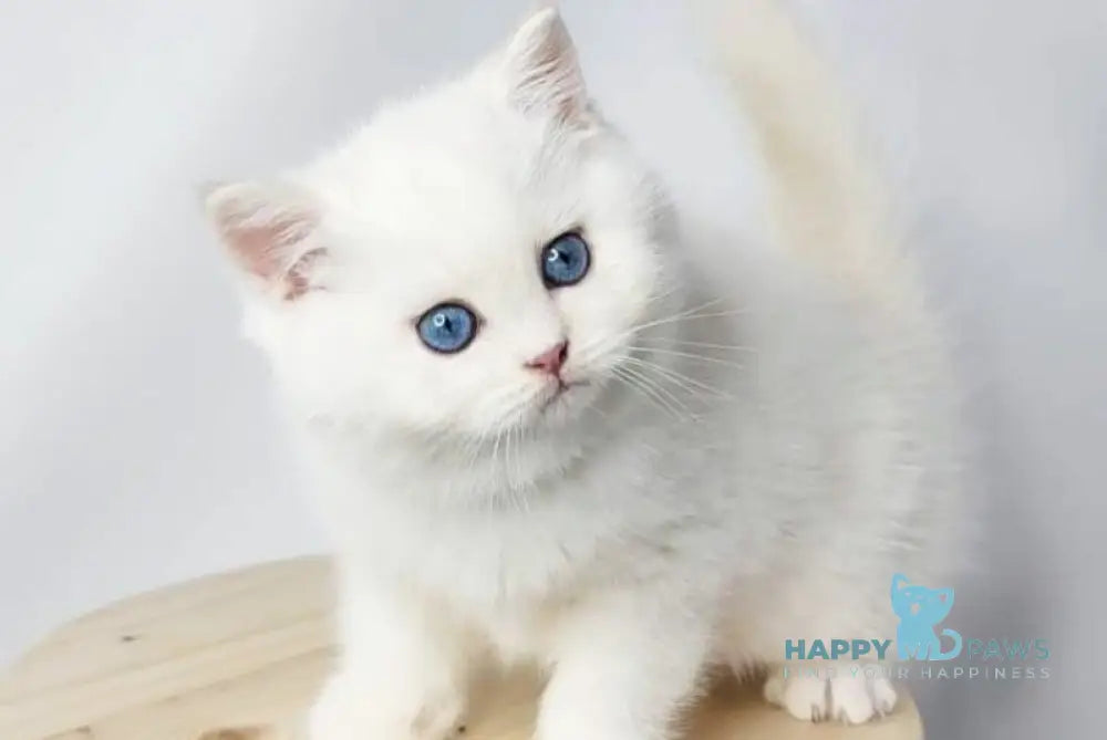 Flint British Shorthair male black golden shaded pointed live animals