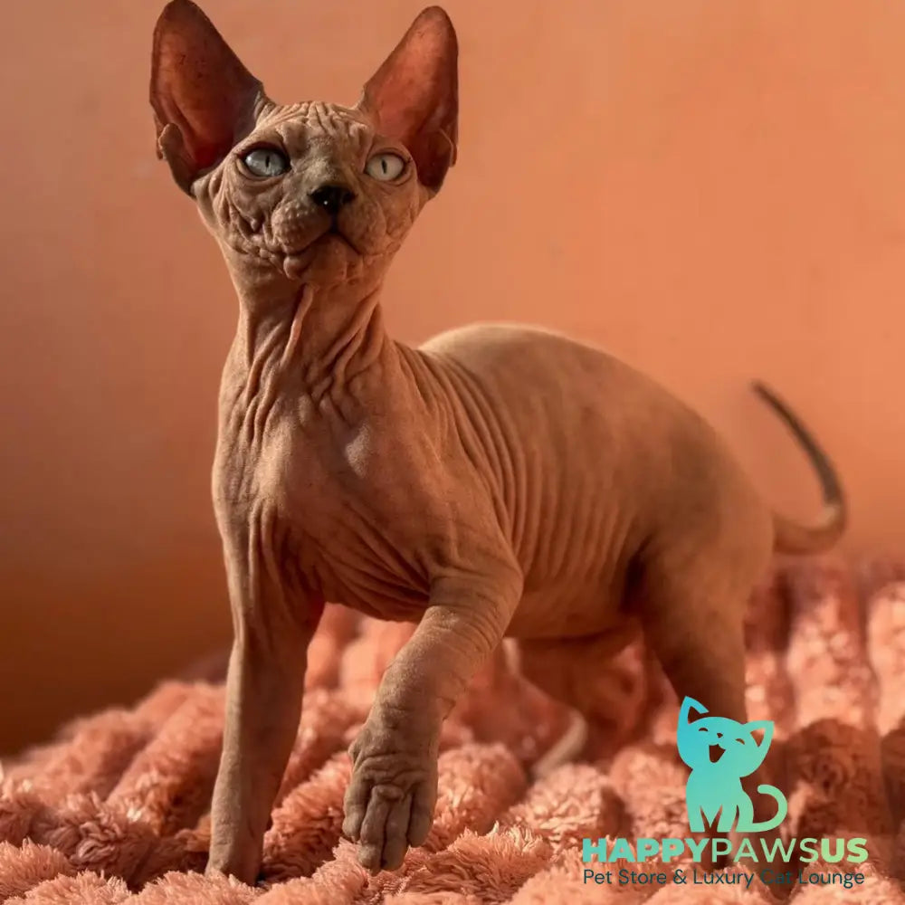 Flint Canadian Sphynx male blue pointed - live animals