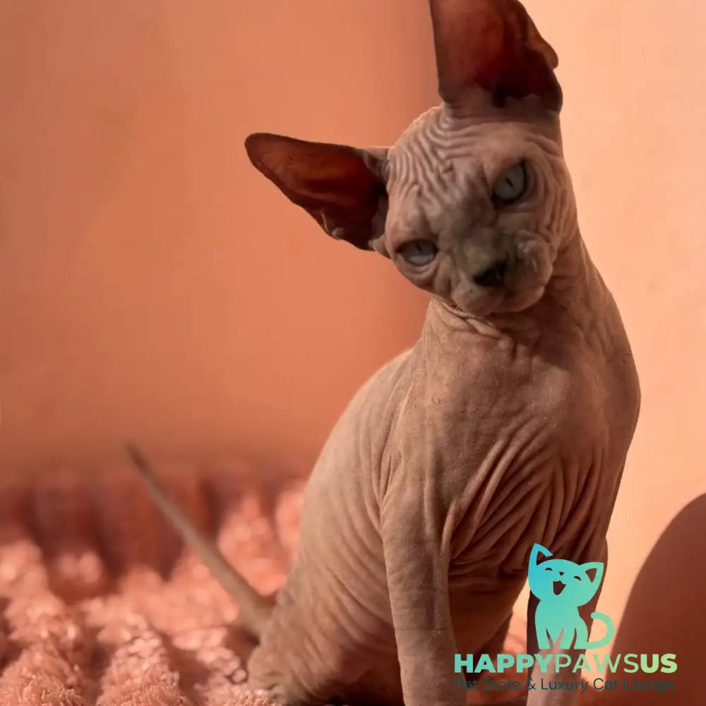 Flint Canadian Sphynx male blue pointed - live animals
