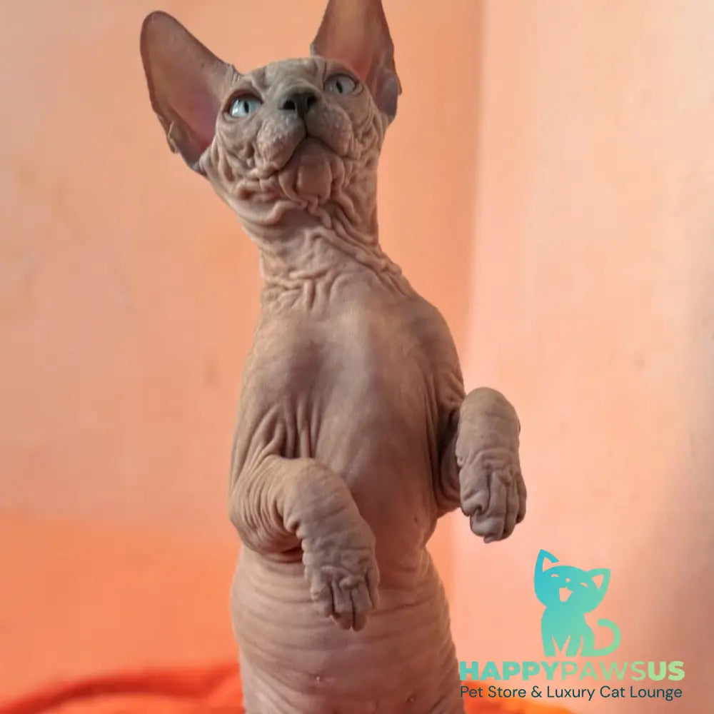 Flint Canadian Sphynx male blue pointed - live animals