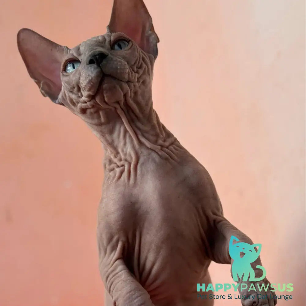Flint Canadian Sphynx male blue pointed - live animals