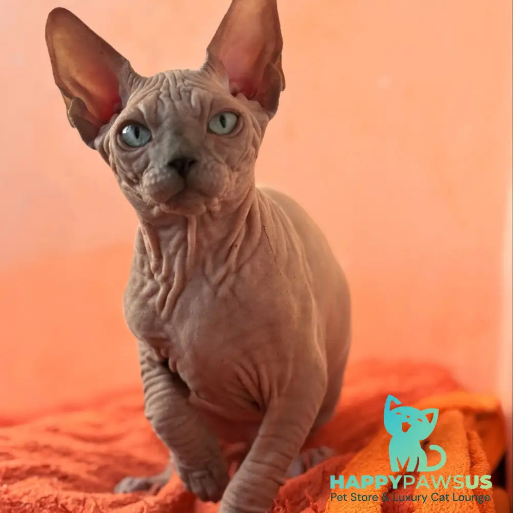 Flint Canadian Sphynx male blue pointed - live animals