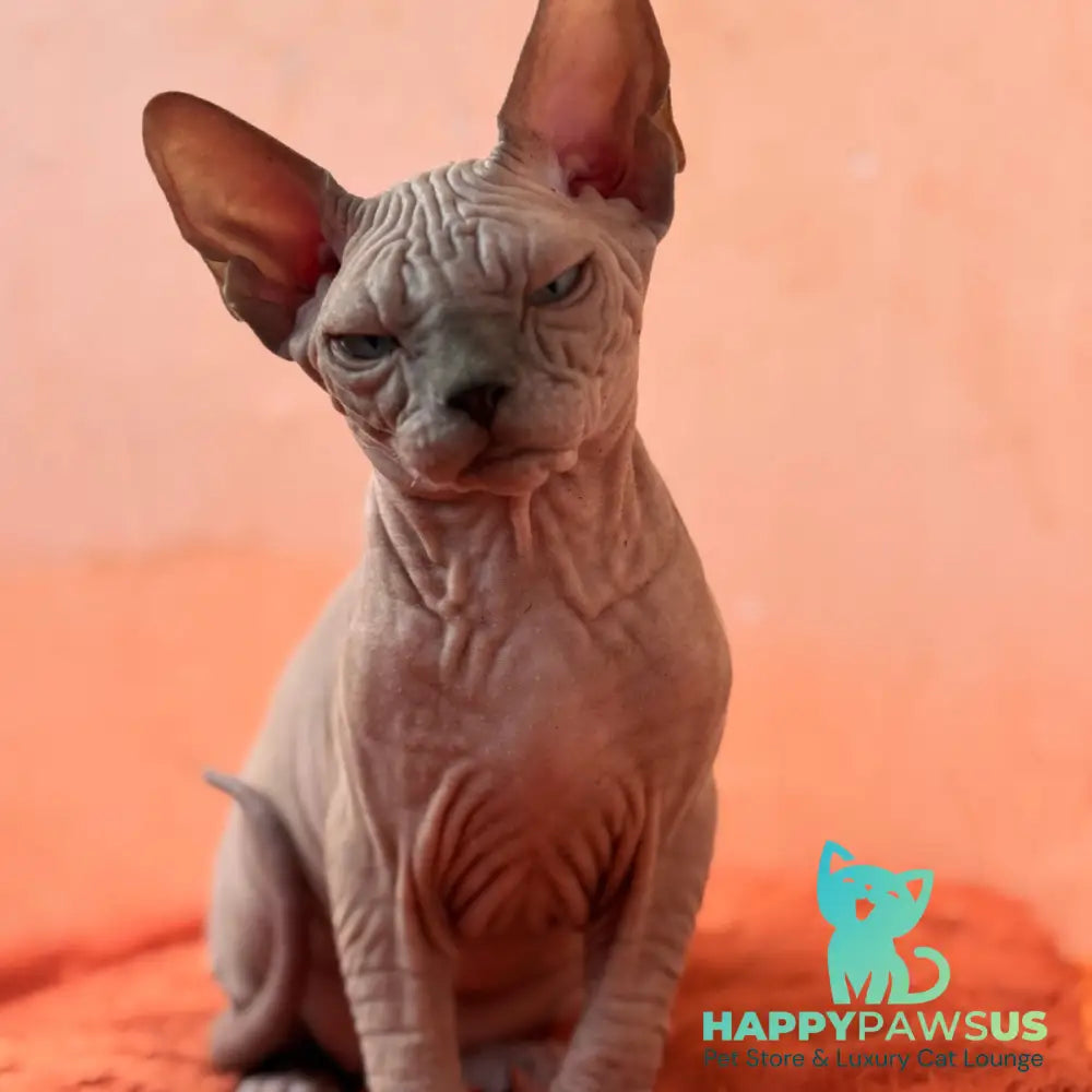 Flint Canadian Sphynx male blue pointed - live animals