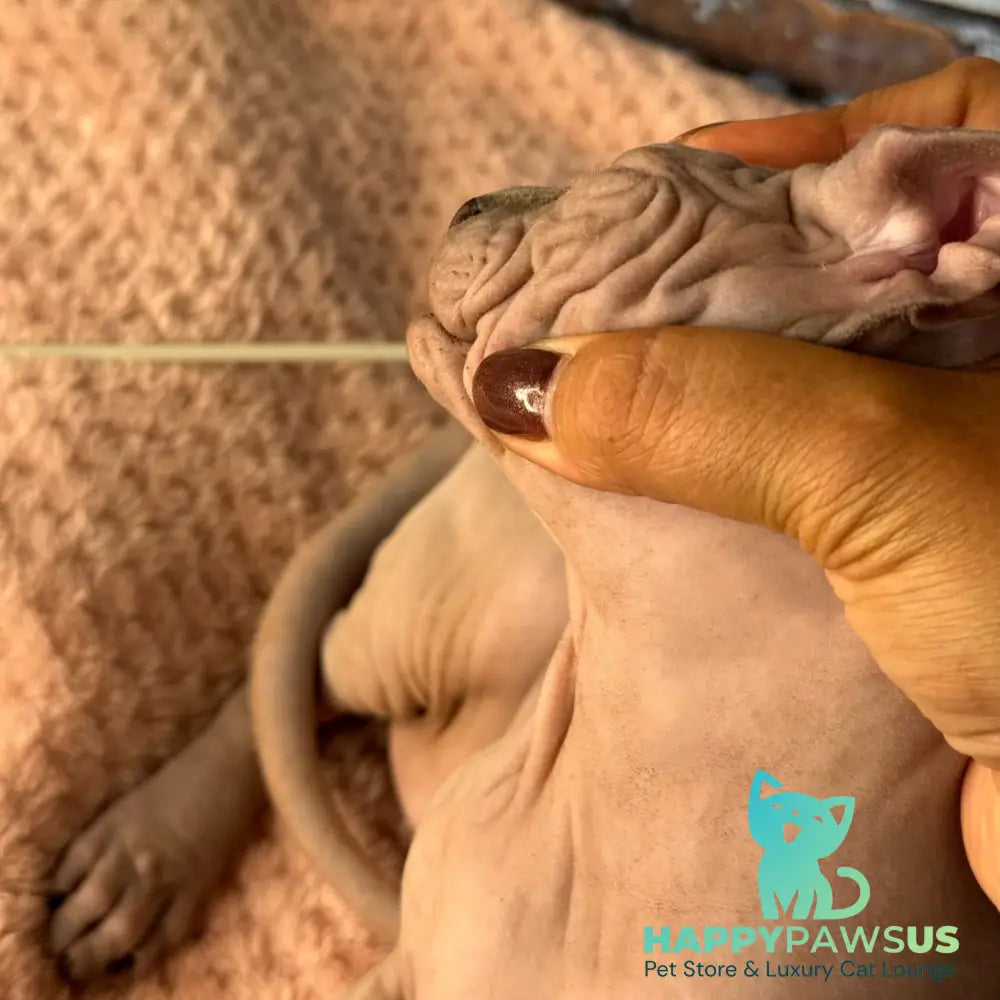 Flint Canadian Sphynx male blue pointed - live animals