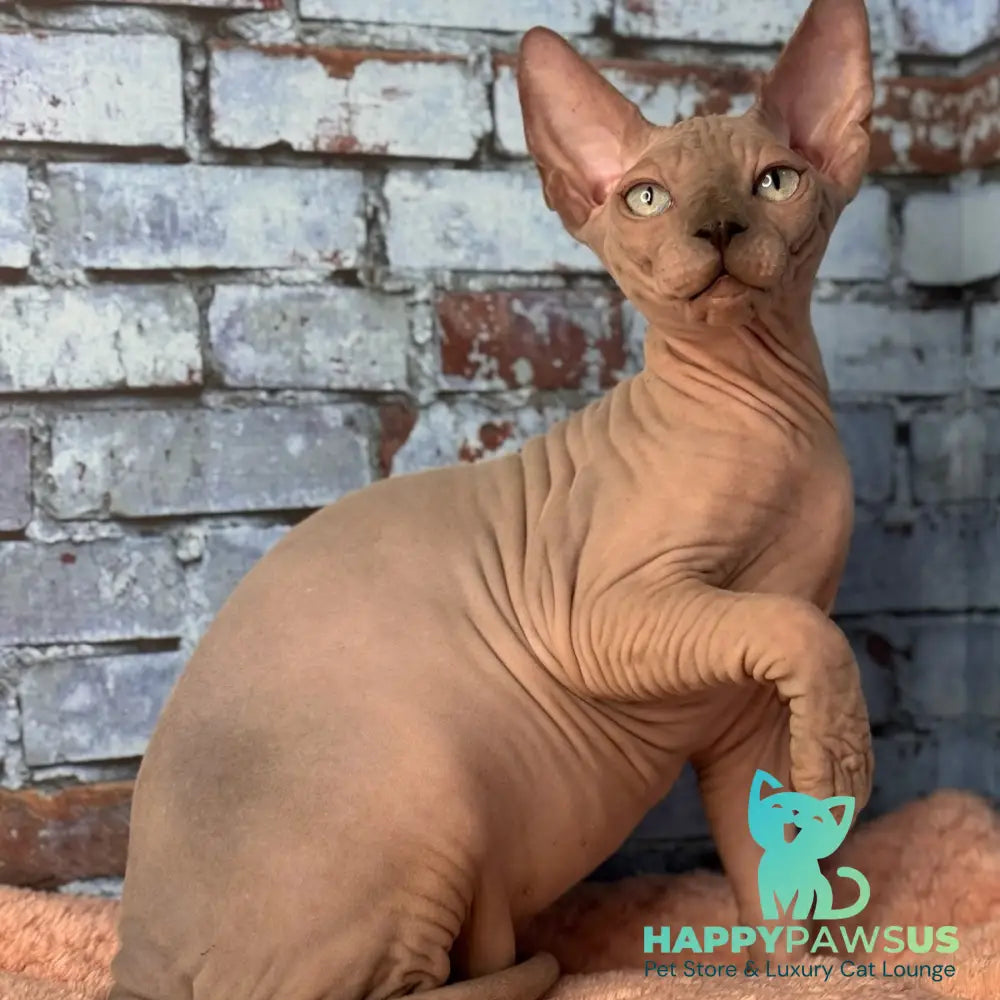 Flint Canadian Sphynx male blue pointed - live animals