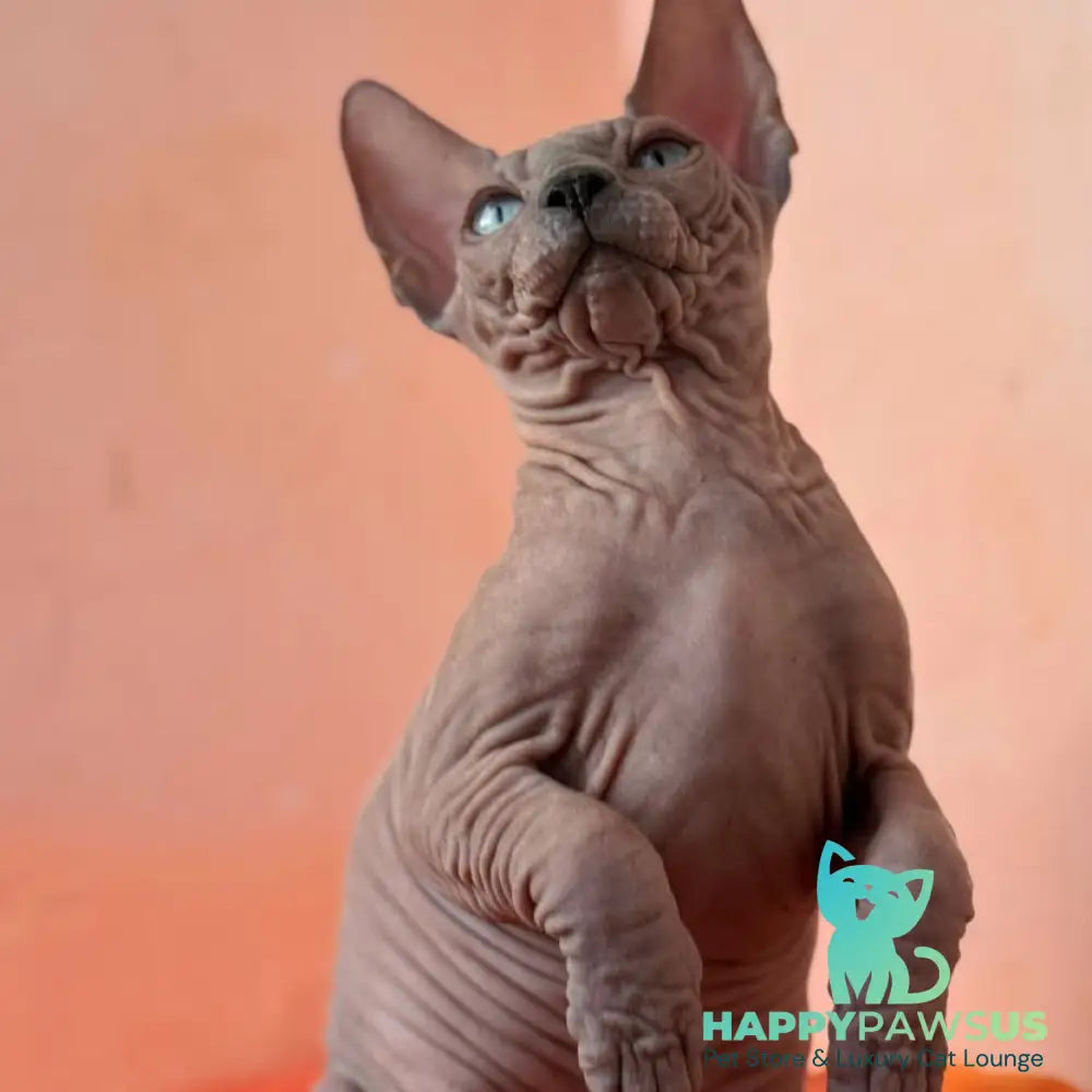 Flint Canadian Sphynx male blue pointed - live animals