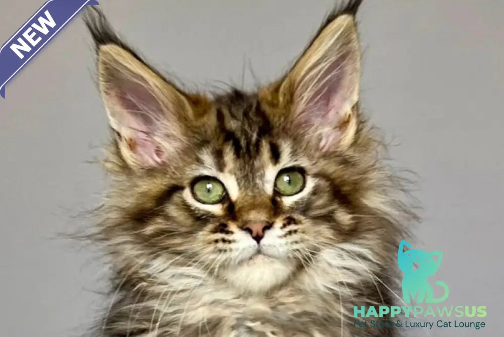 Flint Maine Coon male black tabby - live animals