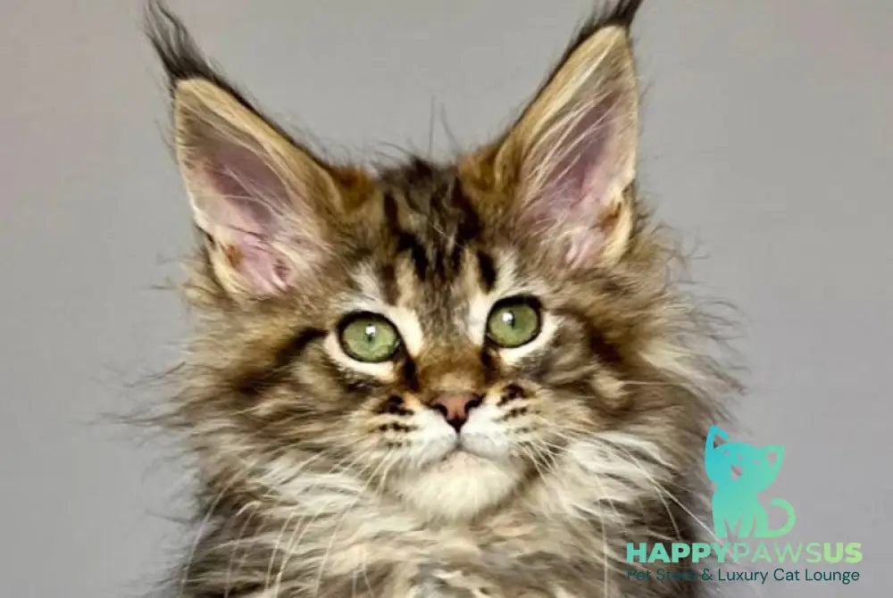 Flint Maine Coon male black tabby - live animals