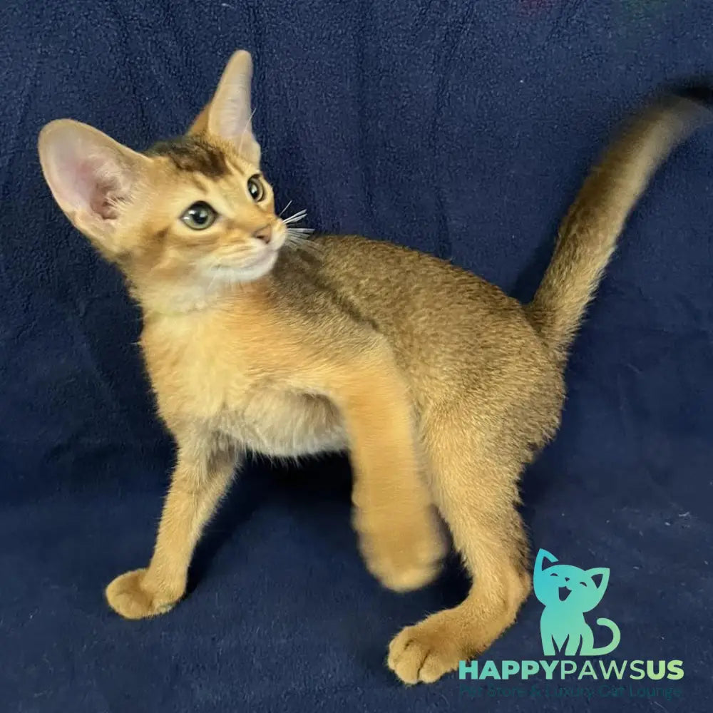 Flora Abyssinian female black - live animals