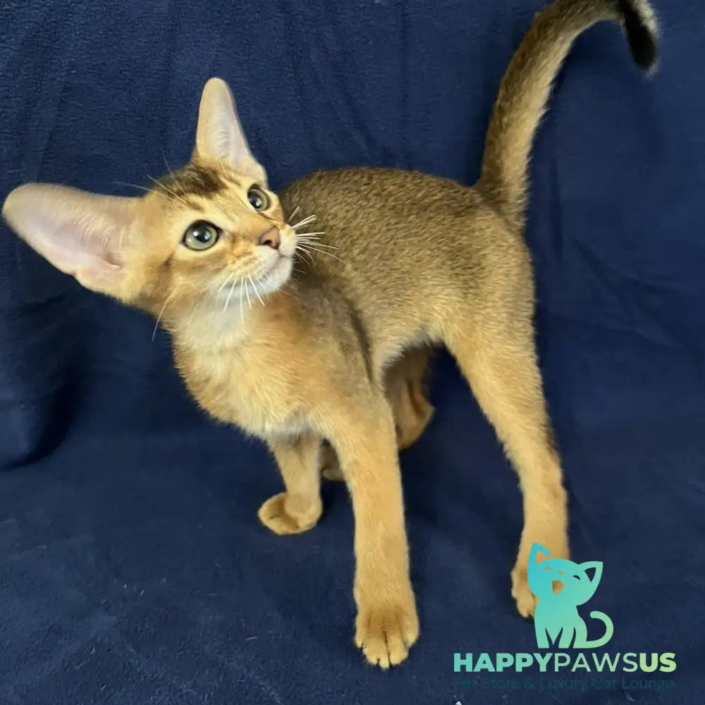 Flora Abyssinian female black - live animals