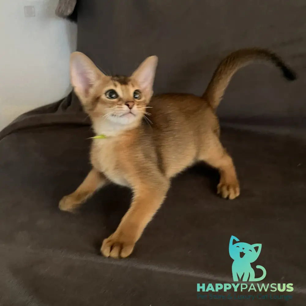 Flora Abyssinian female black - live animals