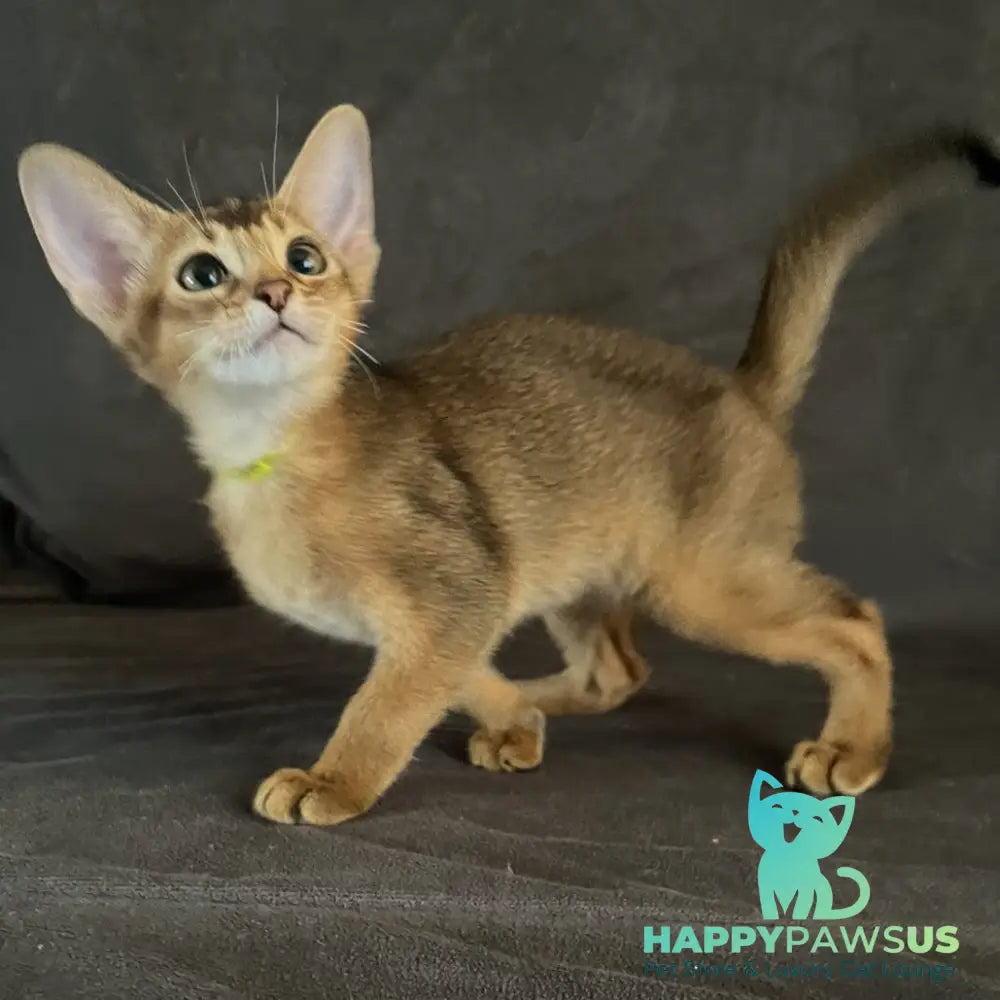 Flora Abyssinian female black - live animals