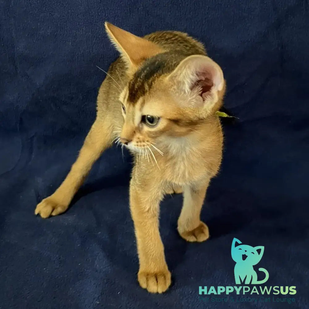 Flora Abyssinian female black - live animals