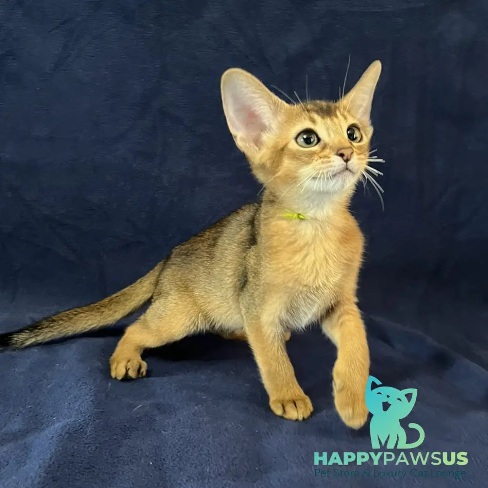 Flora Abyssinian female black - live animals