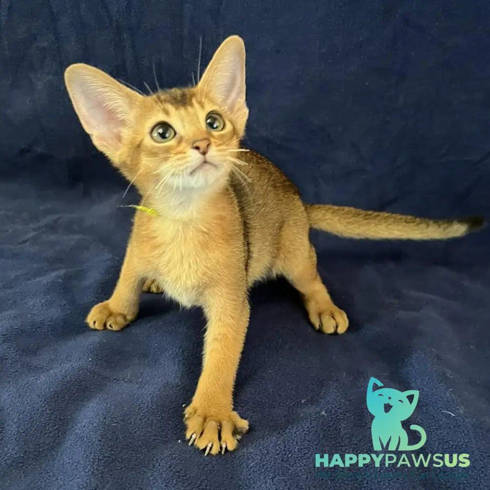 Flora Abyssinian female black - live animals