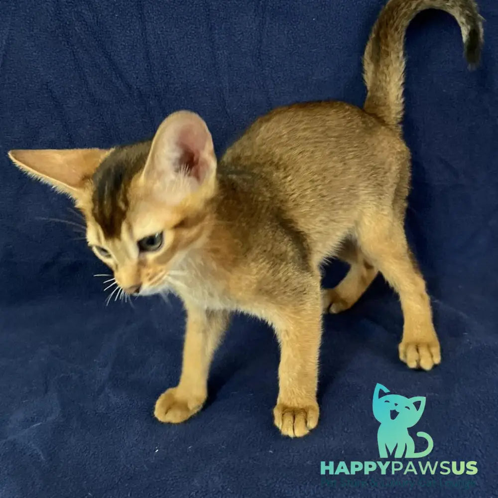 Flora Abyssinian female black - live animals