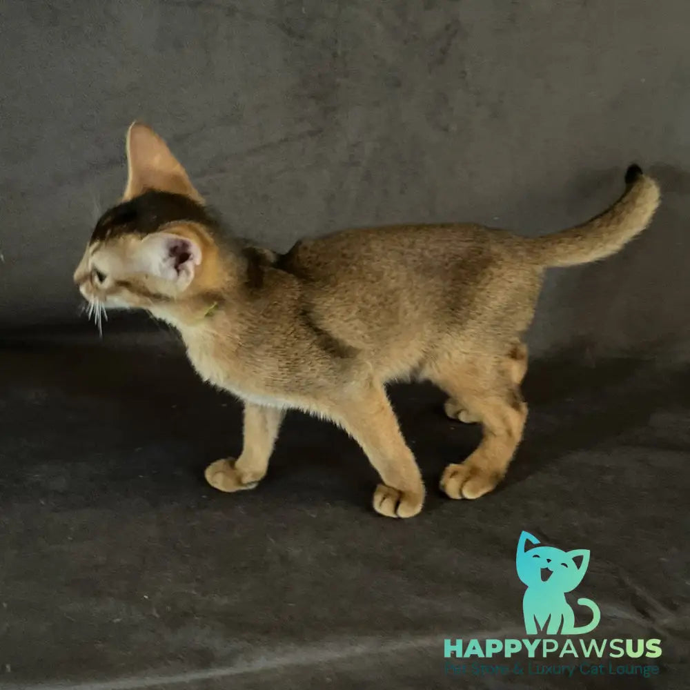Flora Abyssinian female black - live animals