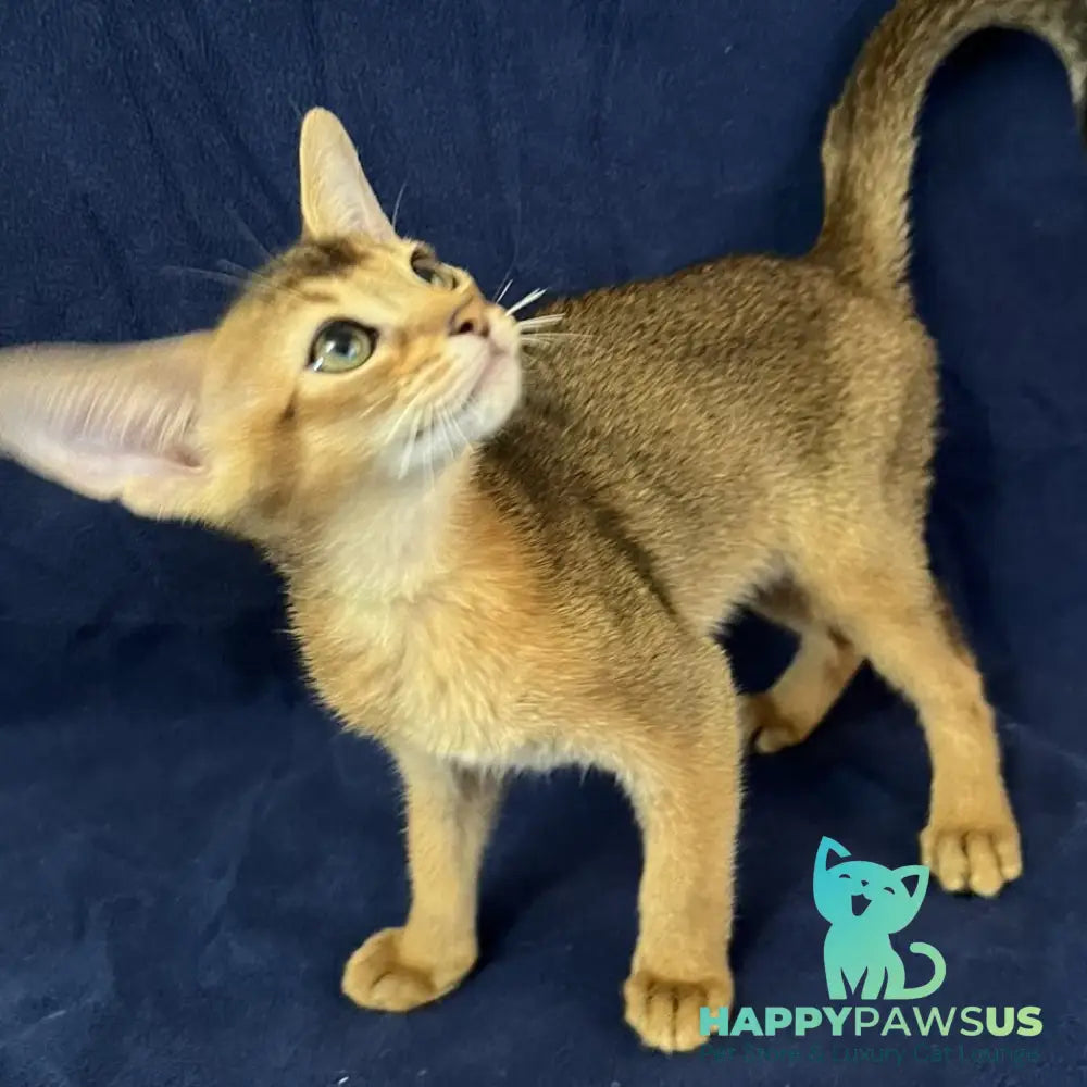 Flora Abyssinian female black - live animals