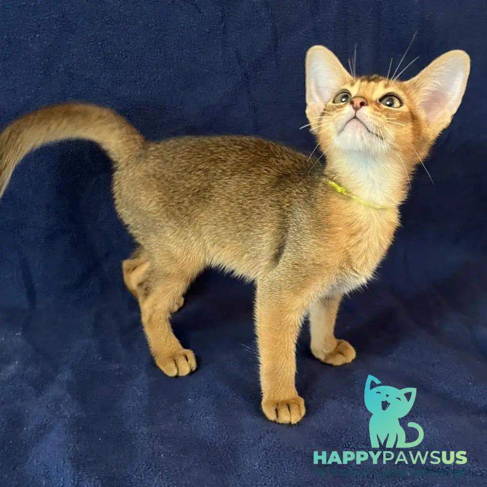 Flora Abyssinian female black - live animals