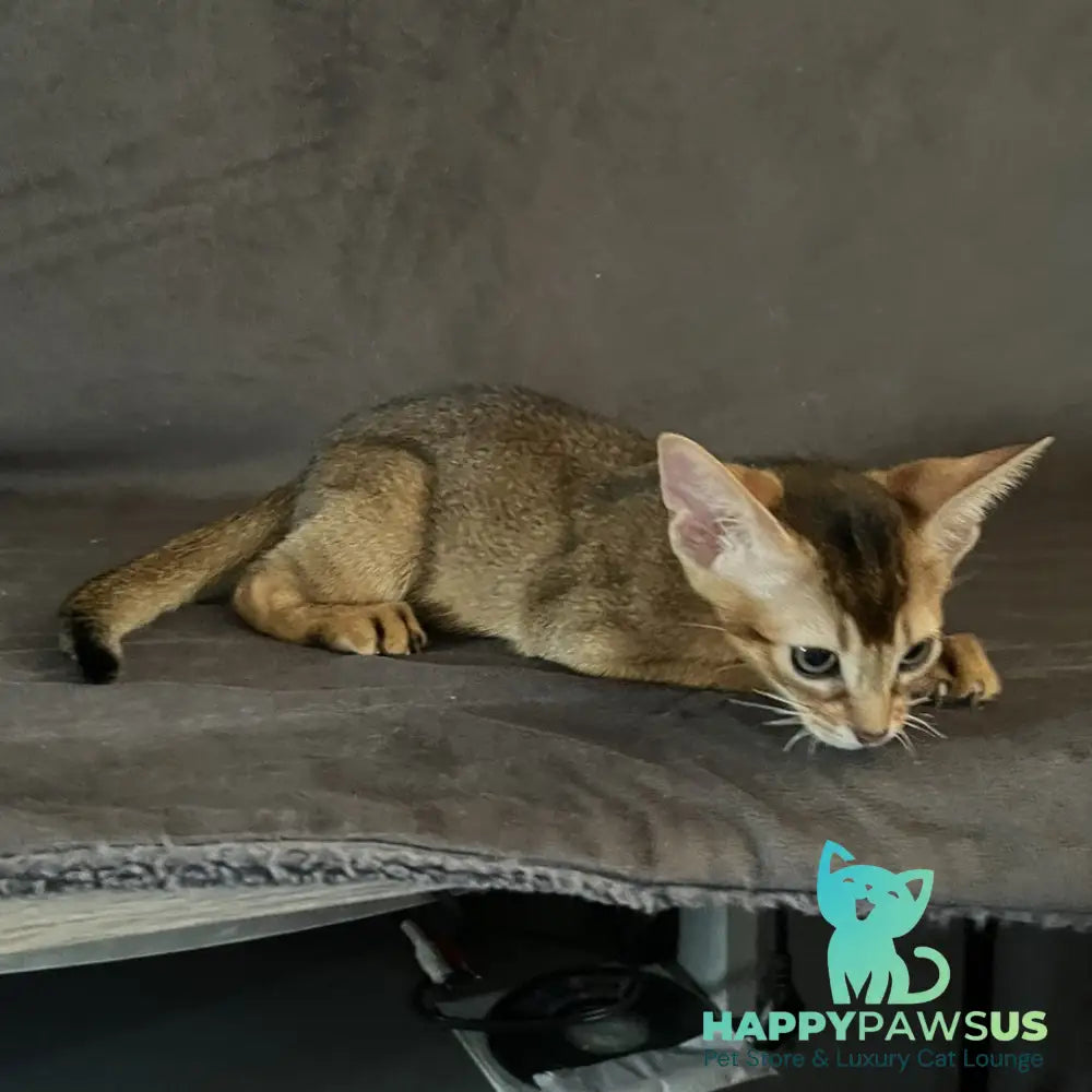 Flora Abyssinian female black - live animals