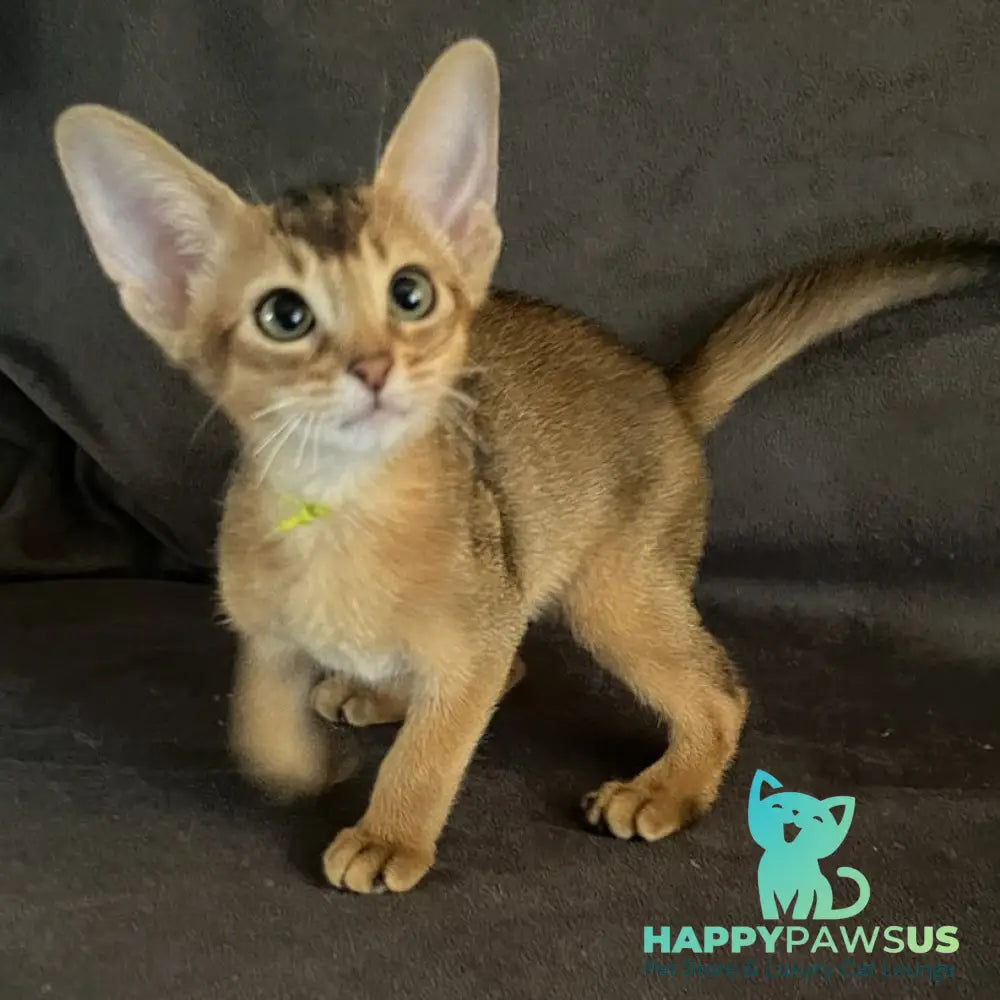 Flora Abyssinian female black - live animals