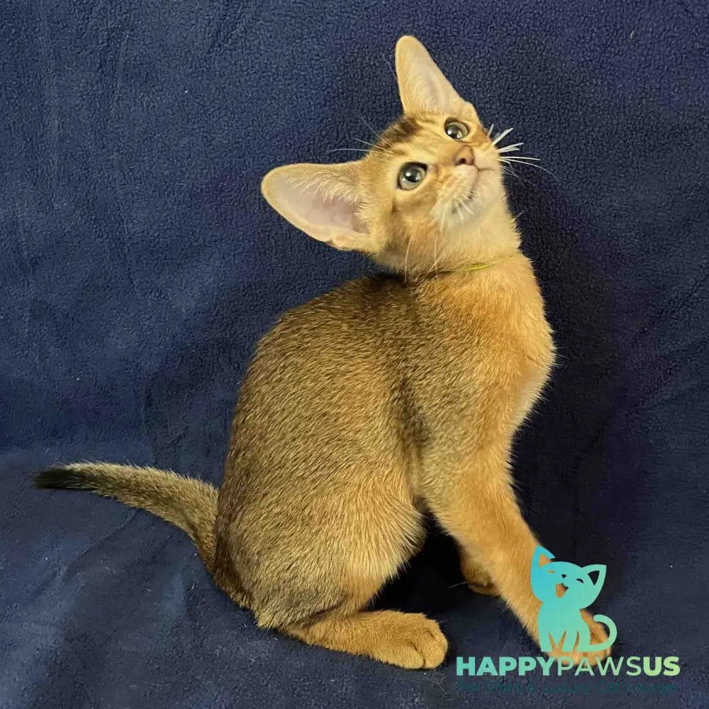 Flora Abyssinian female black - live animals