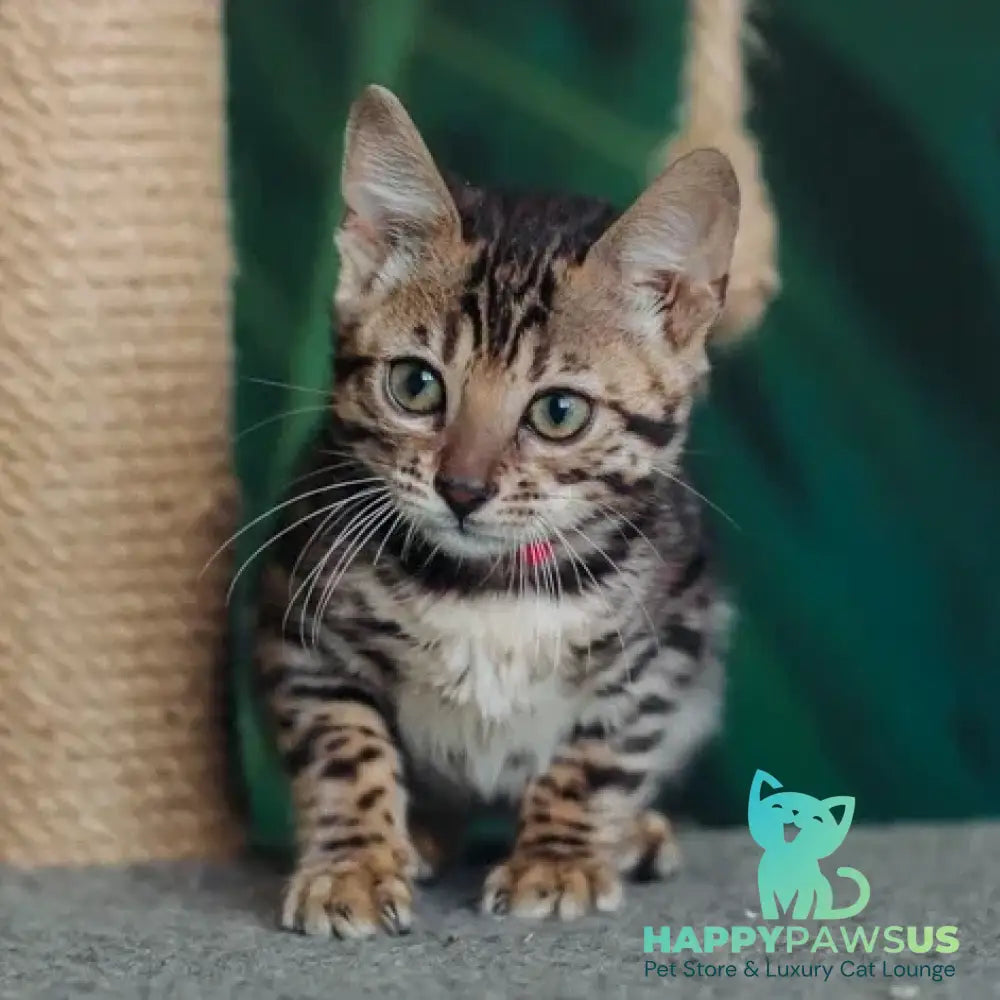 Flora Bengal female black spotted tabby - live animals
