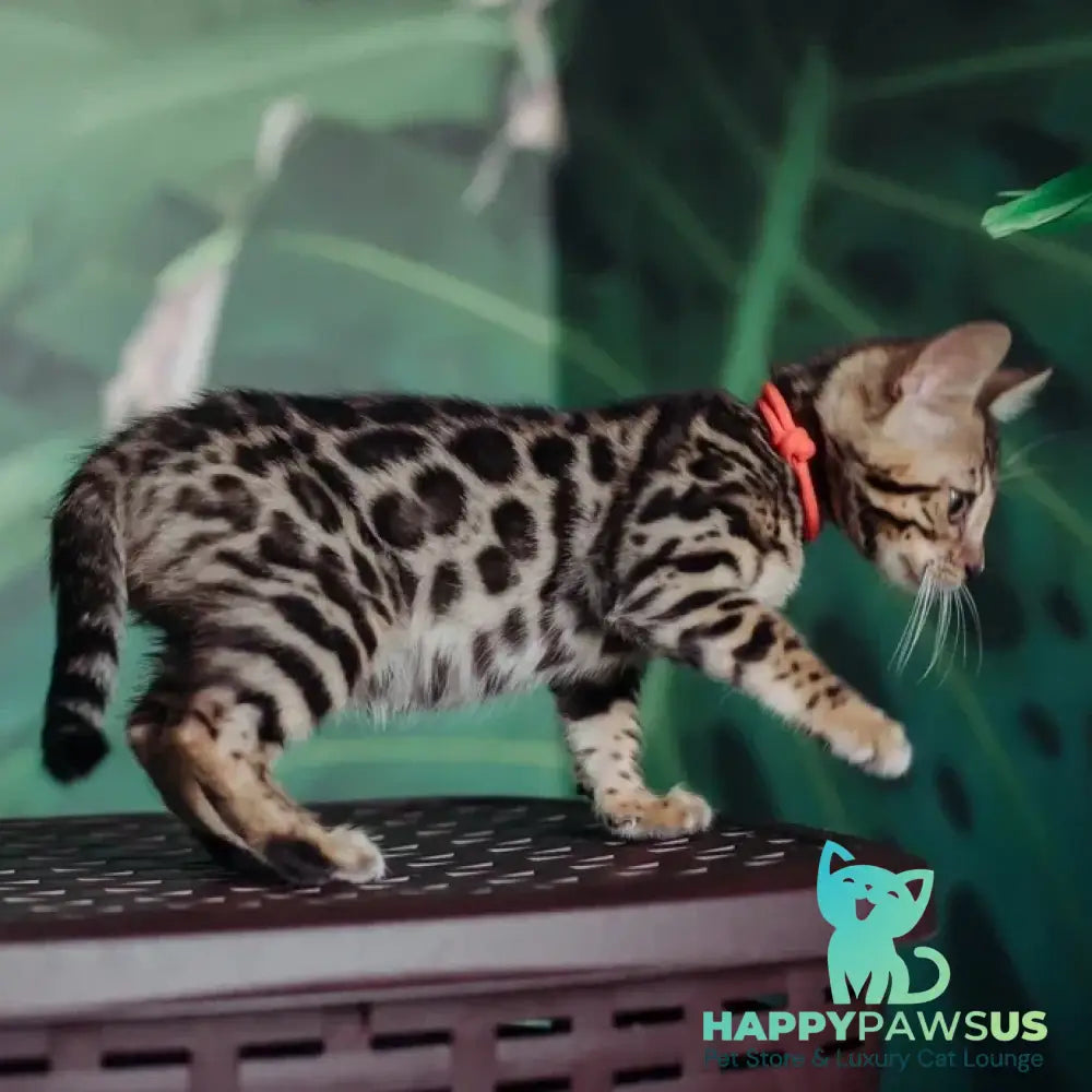 Flora Bengal female black spotted tabby - live animals