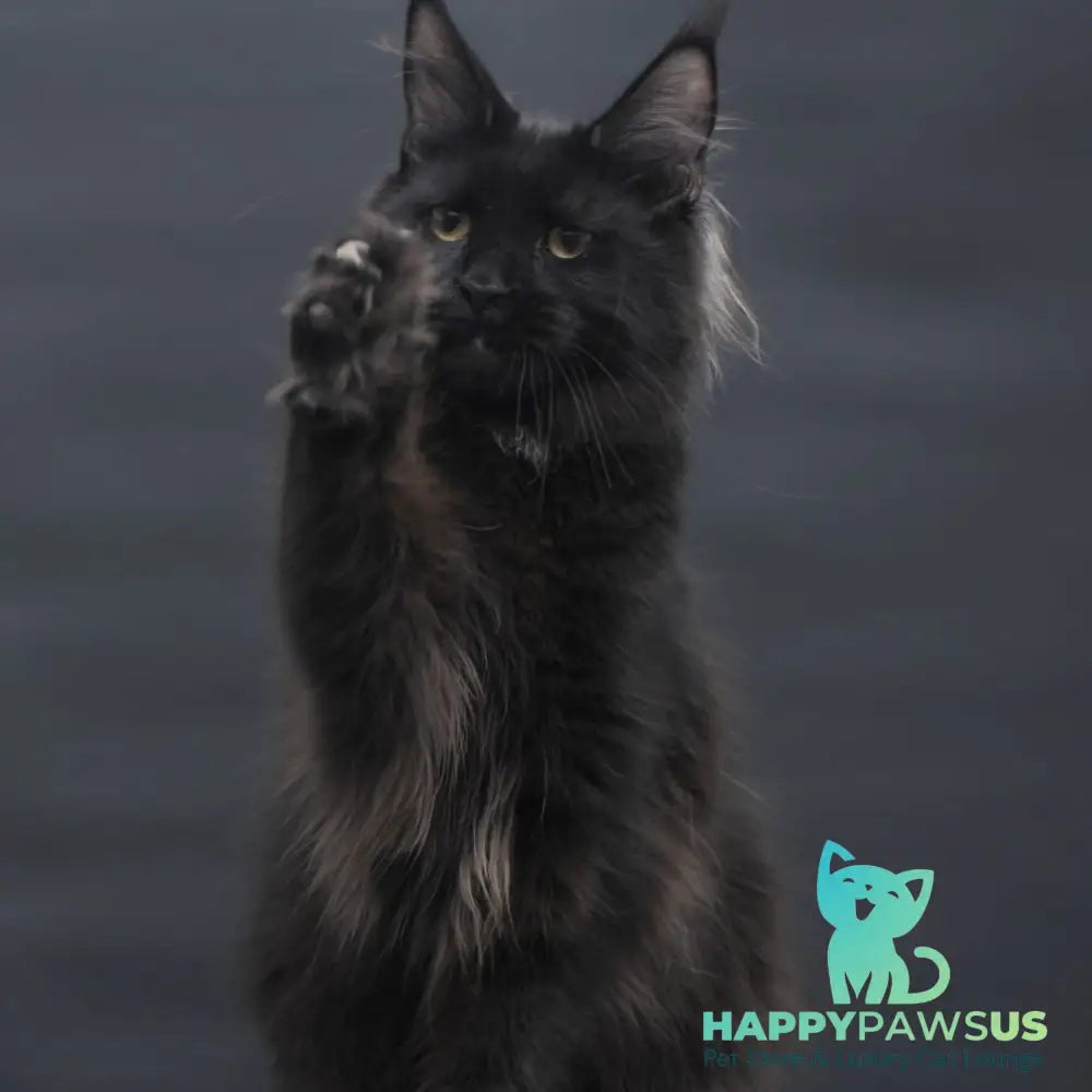 Flora Maine Coon female black - live animals