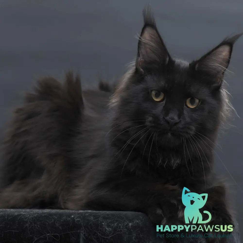Flora Maine Coon female black - live animals