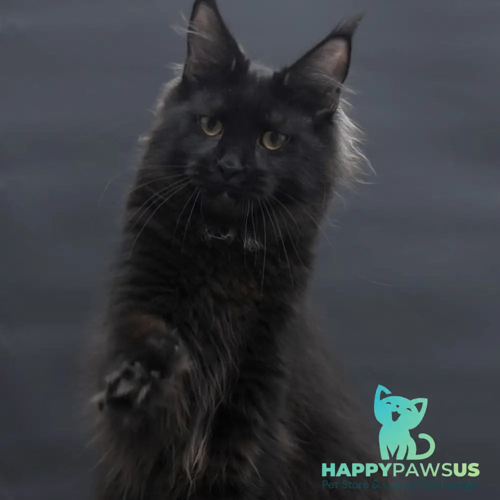 Flora Maine Coon female black - live animals