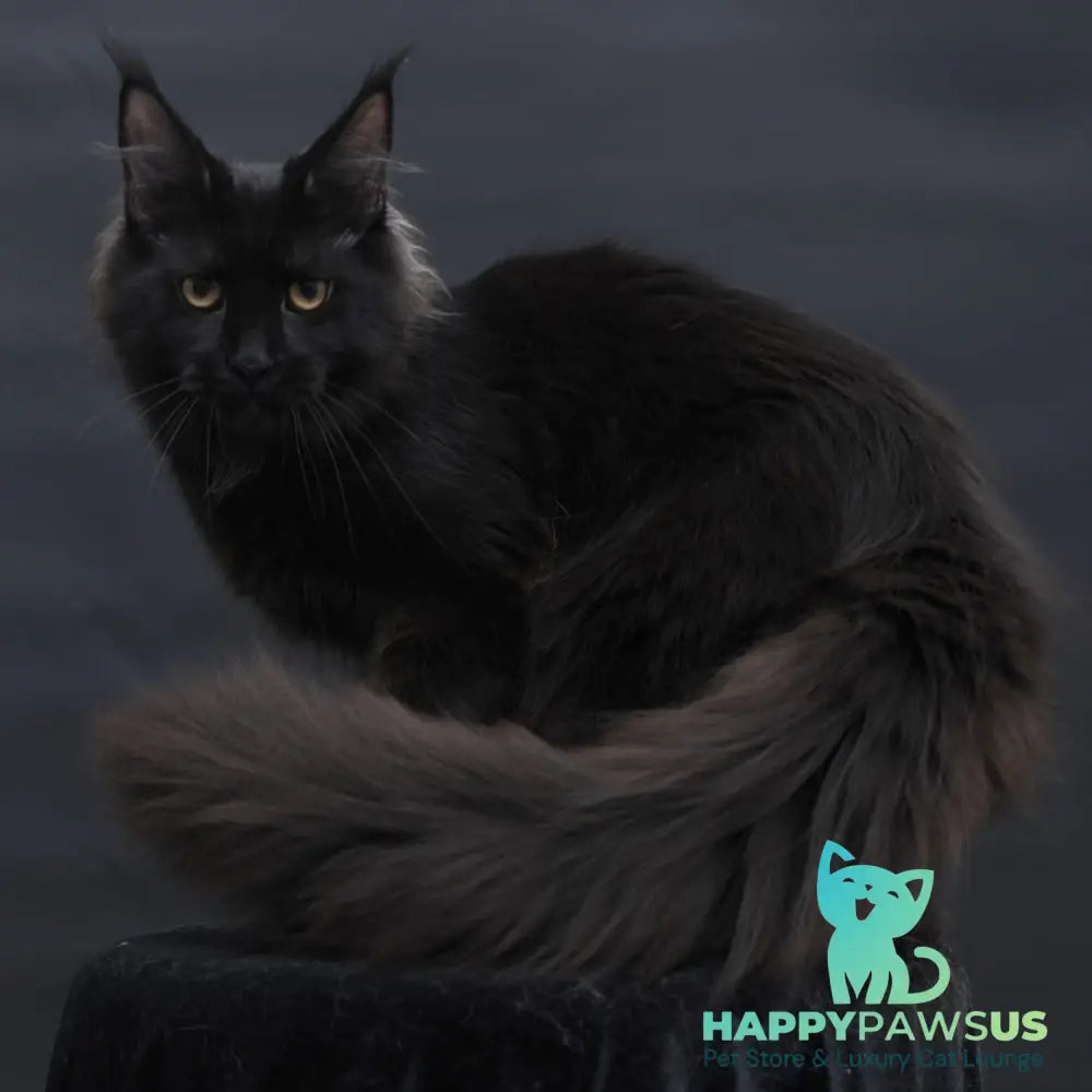 Flora Maine Coon female black - live animals