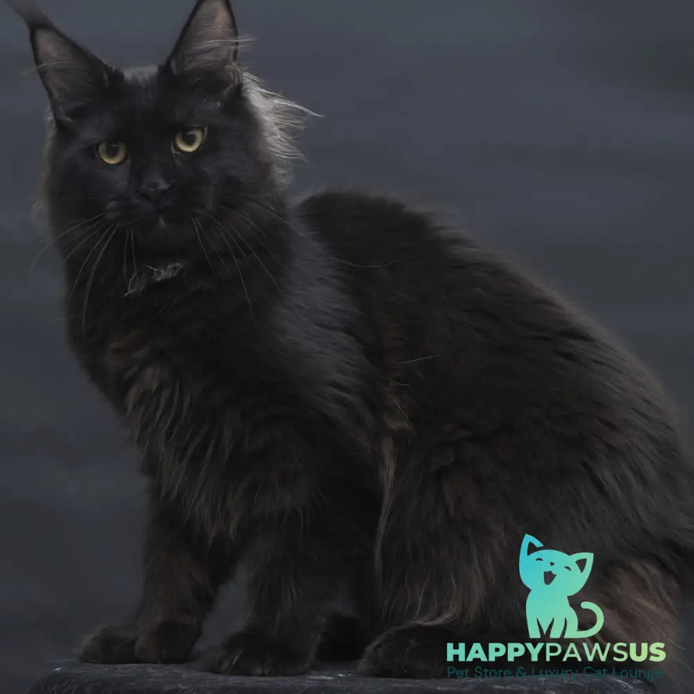 Flora Maine Coon female black - live animals