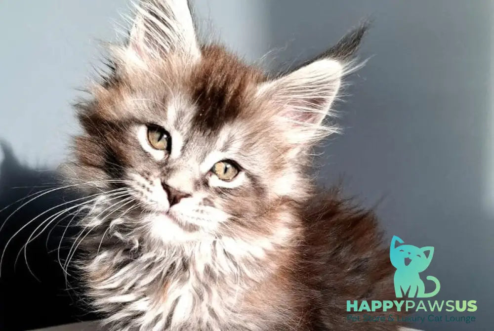Flora Maine Coon female black silver ticked tabby - live animals