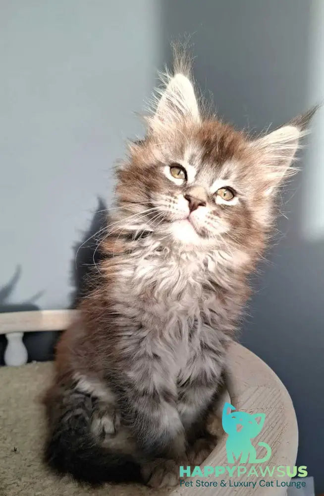 Flora Maine Coon female black silver ticked tabby - live animals