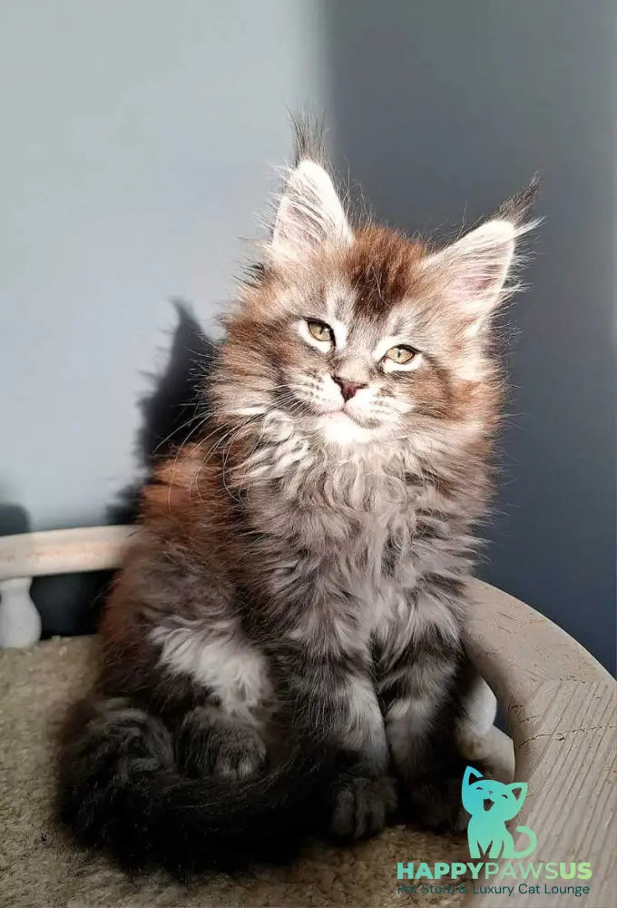 Flora Maine Coon female black silver ticked tabby - live animals