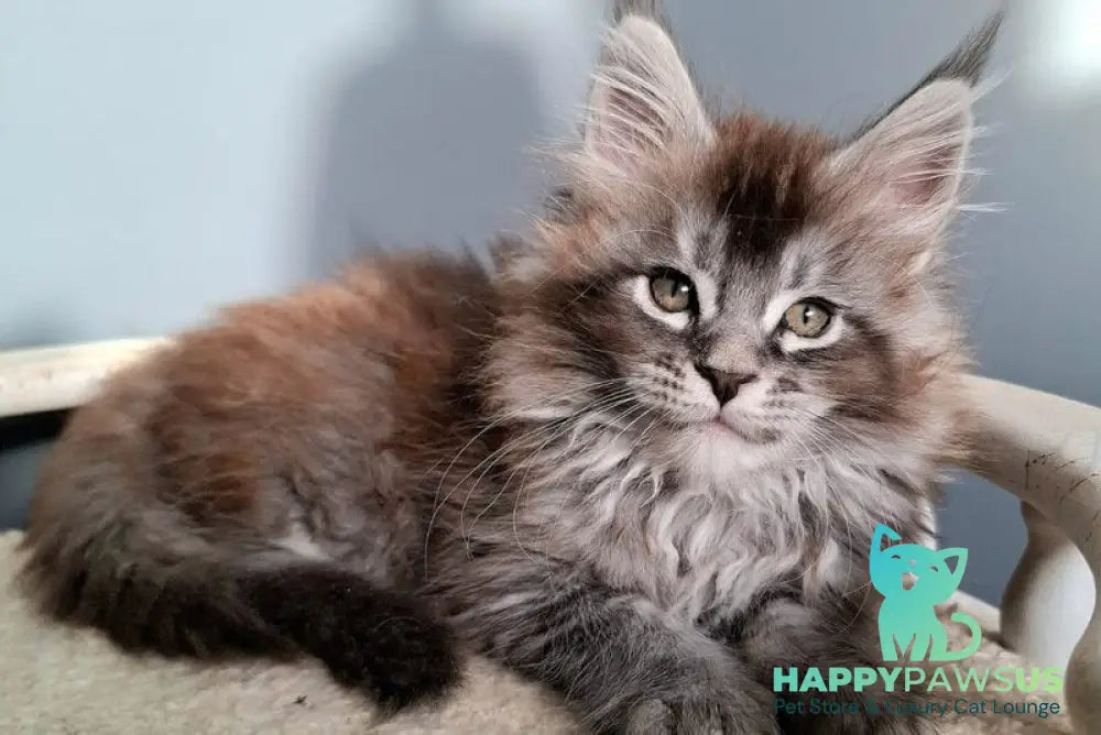 Flora Maine Coon female black silver ticked tabby - live animals