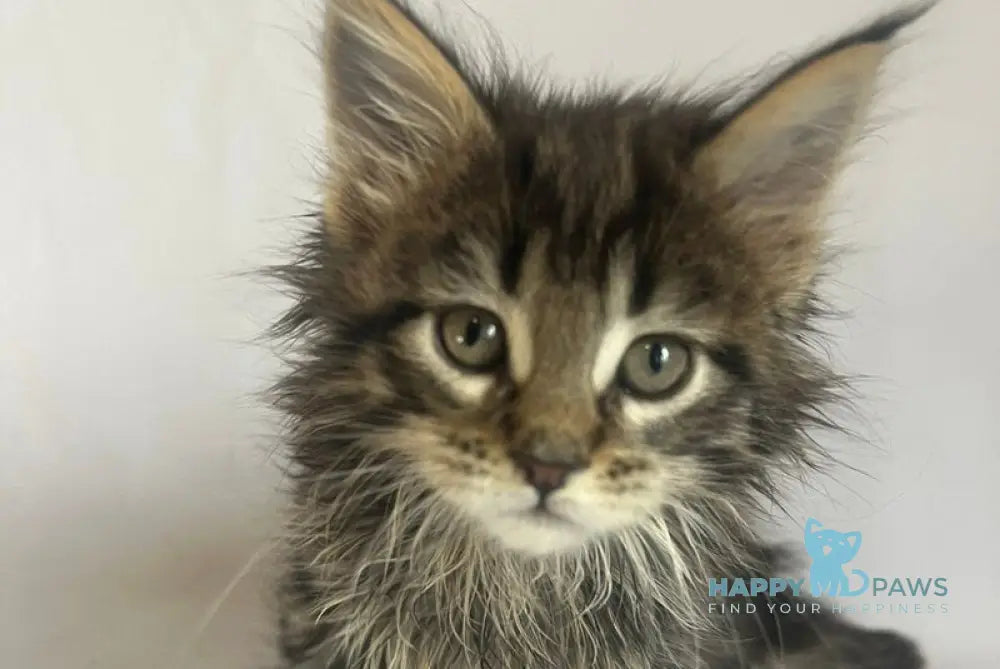 Flora Maine Coon female black tabby - live animals