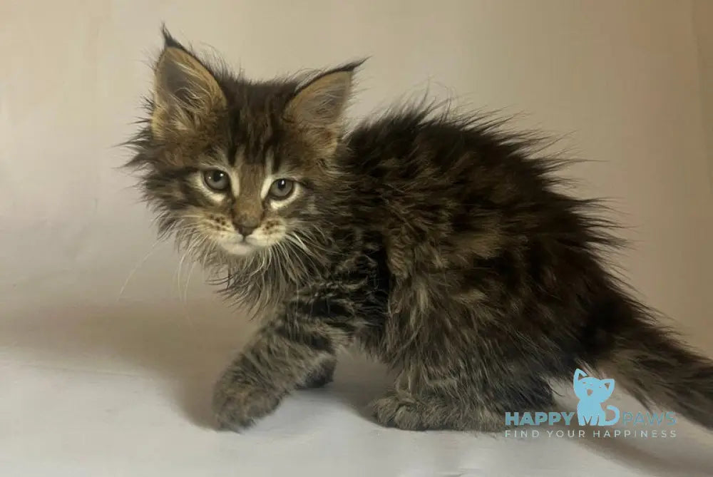 Flora Maine Coon female black tabby - live animals