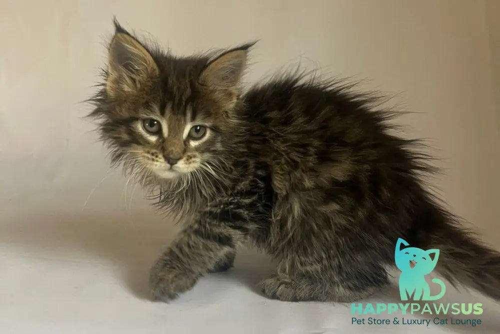 Flora Maine Coon female black tabby - live animals
