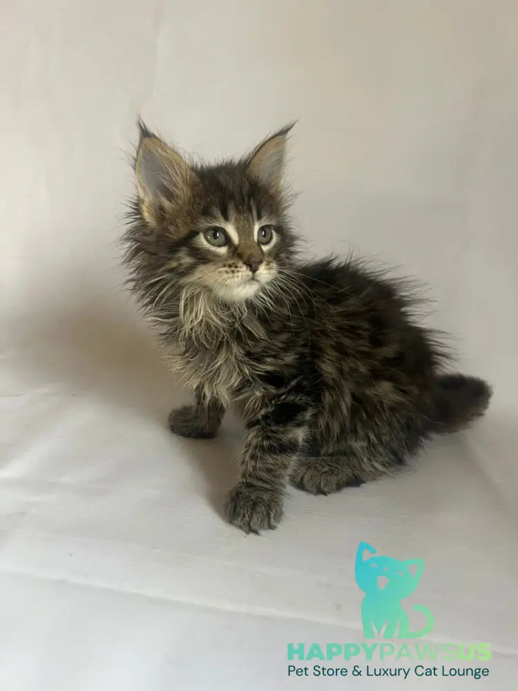 Flora Maine Coon female black tabby - live animals