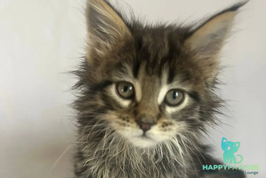 Flora Maine Coon female black tabby - live animals